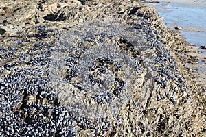 Wild mussels on rocks