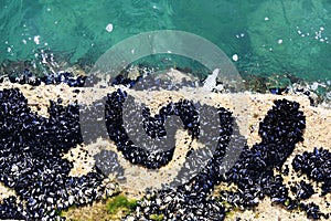 Wild mussels shell live in Adriatic Sea.