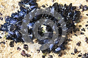 Wild mussels shell live in Adriatic Sea.