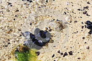 Wild mussels shell live in Adriatic Sea.