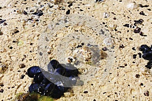 Wild mussels shell live in Adriatic Sea.