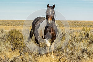 Wild Mustang