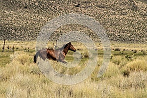 A Wild Mustang On BLM Land Near California Highway 120