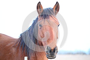 Wild Mustang, brown and black mane