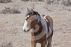 Wild Mustang Colt