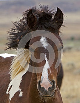 Wild Mustang colt horse windy uncombed mane hair