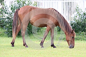 Wild horse grazing Corolla North Carolina 7