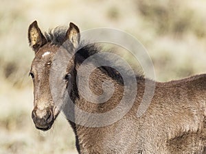 Wild Mustang filly in Wyoming