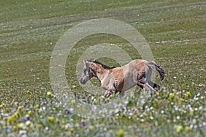 Wild Mustang Foal