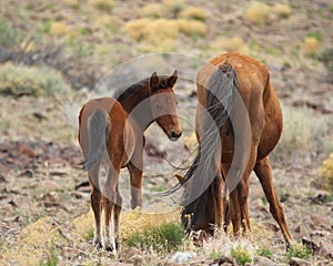Wild mustang foal and mare