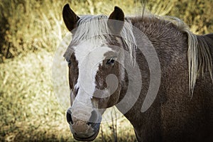 Wild Mustang head, neck and face in the Prairie on top of a hill in Wyoming