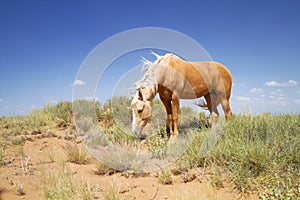 Wild mustang horse