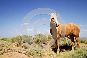 Wild mustang horse