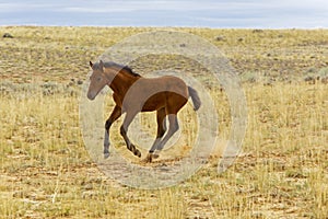 Wild Mustang horse colt Newborn Foal