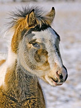 Wild Mustang horse foal colt uncombed mane