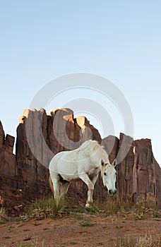 Wild mustang horse glazing in desert