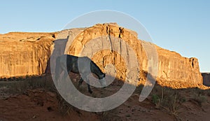 Wild mustang horse glazing in desert