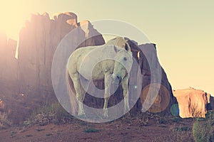 Wild mustang horse glazing in desert