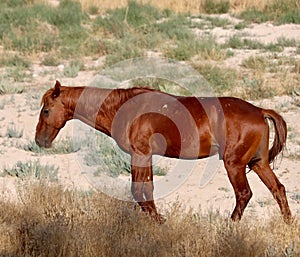 Wild mustang horse grazing alone in the Nevada desert