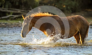 Wild Mustang Horse in River