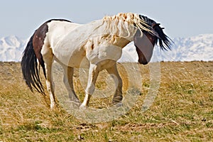 Wild mustang horse standing his Ground