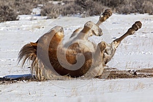 Wild mustang horse of Wyoming rolling in snow