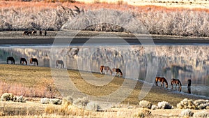 Wild Mustang Horses drinking out of Little Washoe Lake in Northern Nevada near Reno. photo