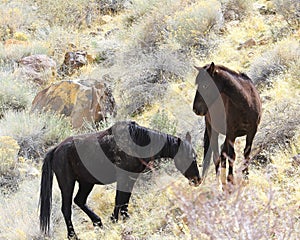 Wild mustang horses grazing on hillside  in Nevada