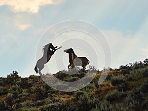 Wild mustang horses on a hill