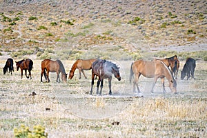 Wild Mustang horses in the Northern Nevada desert.