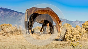 A wild mustang mare and its colt