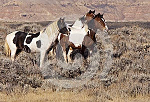 Wild mustang paint horse horses in McCullough Peaks photo
