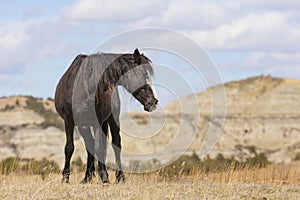 Wild Mustang on ridge in North Dakota