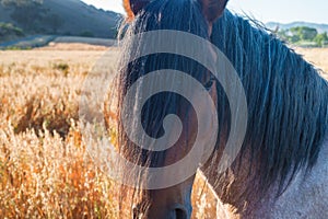 Wild mustang at sanctuary