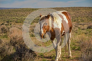 Wild Mustang In Sandwash Basin