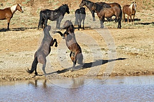 Wild Mustang Stallions Fighting Near a Water Hole