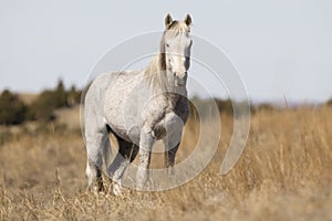 Wild Mustang standing at alert