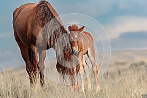 Wild Mustang tenderness