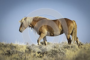 Wild Mustang walking in the Prairie on top of a hill in Wyoming