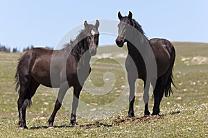 Wild Mustangs