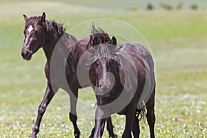 Wild Mustangs