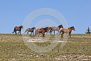 Wild Mustangs