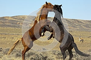 Wild Mustangs horse stallion fight fighting photo