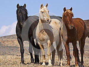 Wild Mustangs horses horse desert range watching photo