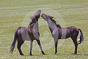 Wild Mustangs Biting