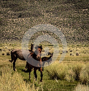 A Wild Mustangs On BLM Land Near California Highway 120