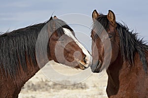 Wild mustangs communicating