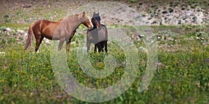 Wild mustangs in field, Nevada