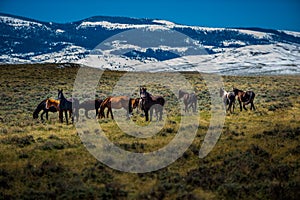 Wild Mustangs Horse Wyoming