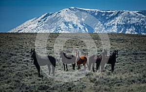 Wild Mustangs Horse Wyoming